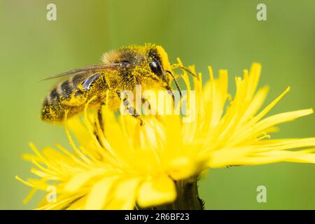 Killearn, Stirling, Scozia, Regno Unito. 8 giugno 2023. Meteo nel Regno Unito: Un'ape di miele coperta di polline che visita il fiore di falco mentre le previsioni del polline del Met Office aumentano. Crediti: Kay Roxby/Alamy Live News Foto Stock