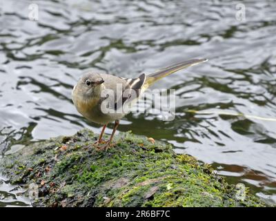 Un giovane grigio Wagtail (motacilla cinerea) Foto Stock