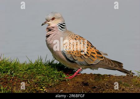 Adulto maschio da Waters Edge Norfolk Maggio 2006 Foto Stock