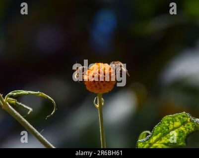 Londra, Inghilterra, Regno Unito. 8th giugno, 2023. Le api impollinano un fiore d'albero della sfera arancione (Credit Image: © Vuk Valcic/ZUMA Press Wire) SOLO PER USO EDITORIALE! Non per USO commerciale! Foto Stock