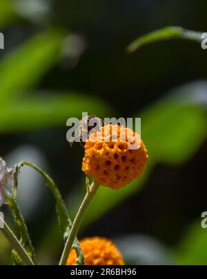 Londra, Inghilterra, Regno Unito. 8th giugno, 2023. Un'ape impollinare un fiore di albero della sfera arancione (Credit Image: © Vuk Valcic/ZUMA Press Wire) SOLO PER USO EDITORIALE! Non per USO commerciale! Foto Stock