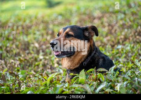 Adorabile cane di razza mista siede in un campo di piante foglie di tè Foto Stock