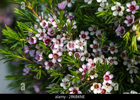 Gli incantevoli fiori rosa della pianta nativa australiana, Chamelaucium ucinatum in primo piano. Conosciuto anche come Fiore di cera. Foto Stock