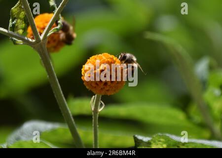 Londra, Regno Unito. 8th giugno 2023. Un'ape impollinare un fiore di albero della sfera di arancio (Buddleja globosa). Credit: Vuk Valcic/Alamy Live News Foto Stock