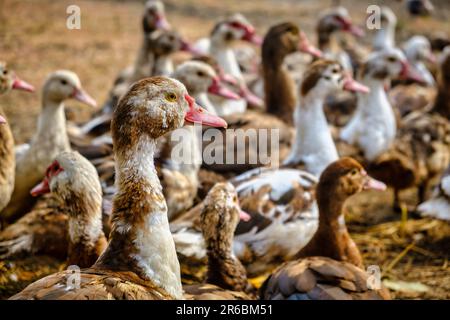 gruppo di anatre. anatre bianche e marroni in fattoria Foto Stock