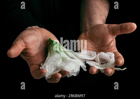 mano dell'uomo che tiene il fiore selvaggio, concetto di tristezza malinconica fatica disperazione o depressione Foto Stock