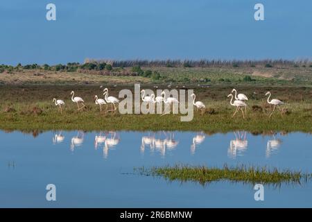 Fenicotteri nel complesso lagunare protetto RAMSAR di Sidi Moussa-Oualidia sulla costa atlantica del Marocco Foto Stock