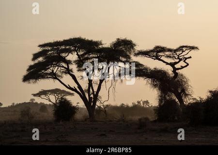 Silhouette di alberi sulla savana africana in Kenya - Parco Nazionale Ambroseli al tramonto Foto Stock