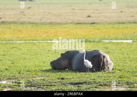 L'ippopotamo giace nell'erba, fuori dall'acqua, mentre gli uccelli camminano nelle vicinanze. Parco Nazionale di Amboseli, Kenya Africa Foto Stock