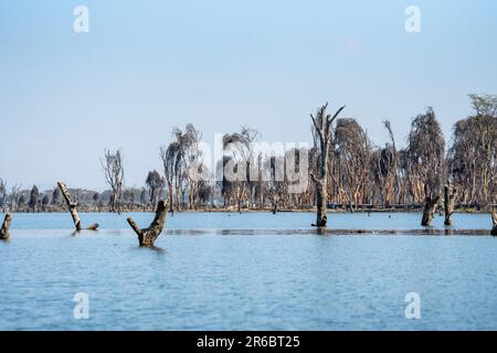 Alberi morti e ceppi al lago Naivasha Kenya, Africa orientale Foto Stock