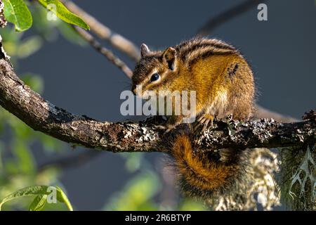 Chipmunk dalla coda rossa (Neotamias ruficaudus) su un albero Foto Stock