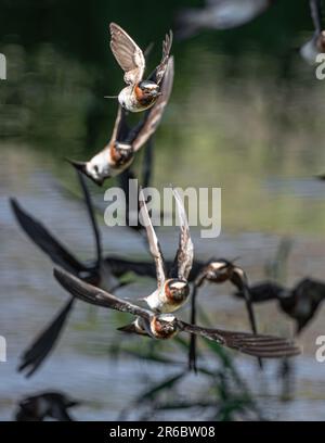 American Cliff Swallows (Petrochelidon pyrhonota) in volo con materiale di nidificazione Foto Stock