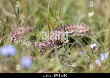 Vista ursinii con il nome comune Meadow viper, Italia, campo Imperatore Foto Stock