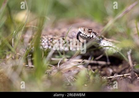 Vista ursinii con il nome comune Meadow viper, Italia, campo Imperatore Foto Stock