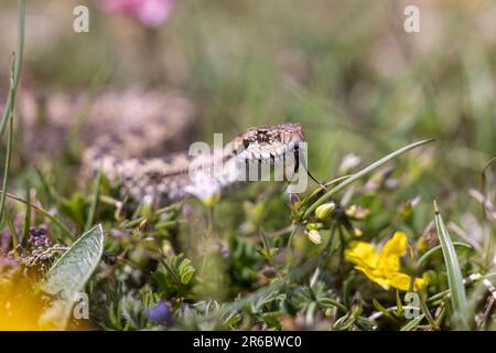 Vista ursinii con il nome comune Meadow viper, Italia, campo Imperatore Foto Stock