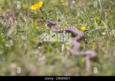 Vista ursinii con il nome comune Meadow viper, Italia, campo Imperatore Foto Stock