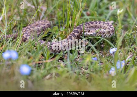 Vista ursinii con il nome comune Meadow viper, Italia, campo Imperatore Foto Stock