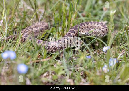 Vista ursinii con il nome comune Meadow viper, Italia, campo Imperatore Foto Stock