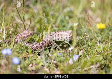 Vista ursinii con il nome comune Meadow viper, Italia, campo Imperatore Foto Stock