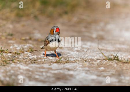 Una frizzante Zebra Finch sorge a terra nel suo habitat naturale. Foto Stock