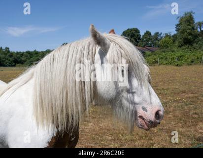 Cavallo bianco peloso nel paddock il giorno d'estate. Ritratto ravvicinato del cavallo bianco domestico Foto Stock
