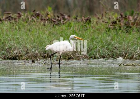 Egret intermedio, egret mediano, egret più piccolo, o egret giallo-riempito (Ardea intermedia) osservato in Gajoldaba nel Bengala Occidentale, India Foto Stock