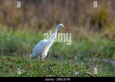 Egret intermedio, egret mediano, egret più piccolo, o egret giallo-riempito (Ardea intermedia) osservato in Gajoldaba nel Bengala Occidentale, India Foto Stock