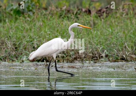 Egret intermedio, egret mediano, egret più piccolo, o egret giallo-riempito (Ardea intermedia) osservato in Gajoldaba nel Bengala Occidentale, India Foto Stock