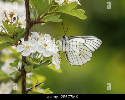 Farfalla bianca con venature nere. Si estingueva nel Regno Unito nel 1925. Questo è stato visto nel Regno Unito il 31.5.23 presso la Hutchinson's Bank, Croydon. Foto Stock