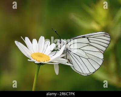 Farfalla bianca con venature nere. Si estingueva nel Regno Unito nel 1925. Questo è stato visto nel Regno Unito il 31.5.23 presso la Hutchinson's Bank, Croydon. Foto Stock