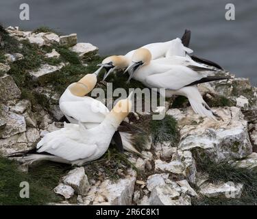 Due coppie di Gannets settentrionali nidificanti squabbondano sui siti di nidificazione Foto Stock