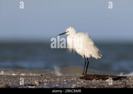 La piccola egretta lungo la costa adriatica. Giulianova, Italia. Foto Stock