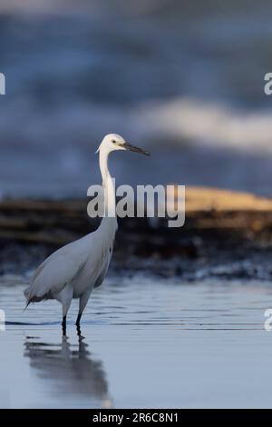 La piccola egretta lungo la costa adriatica. Giulianova, Italia. Foto Stock