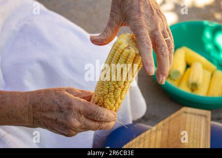 Goiania, Goias, Brasile – 02 giugno 2023: Le mani di una donna che tira i capelli dal mais verde e una ciotola verde piena di pannocchie di mais sullo sfondo. Foto Stock