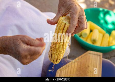 Goiania, Goias, Brasile – 02 giugno 2023: Le mani di una donna che tira i capelli dal mais verde e una ciotola verde piena di pannocchie di mais sullo sfondo. Foto Stock