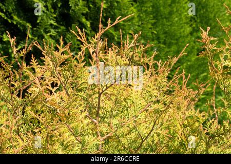 Arborvitae americana, Thuja occidentalis 'Capo del fuoco' Congabe Foto Stock