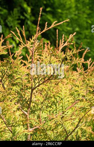 Arborvitae americana, Thuja occidentalis "capo dei vigili del fuoco" Foto Stock