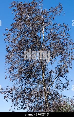 Betulla d'argento, pendola di Betula 'Bibor' colore scuro del fogliame Foto Stock