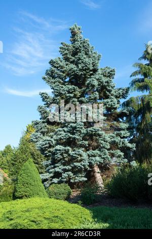 Picea pungens 'Hoopsii', Colorado Blue Spruce tree Foto Stock