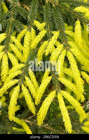 Germogli di crescita, abete rosso, germogli, picea, germogli, Golden, Needles, Branch, Picea orientalis "Early Gold", nuovi germogli primaverili in abete rosso giallo Foto Stock