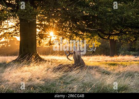 Un cervo rosso ruggisce a Bushy Park, Londra, Regno Unito Foto Stock