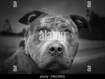 Vista ravvicinata monocromatica della grande testa di un cane bullo americano XL, che fissa direttamente la fotocamera. Foto Stock