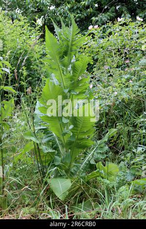 Schlitzblatt-Karde (Dipsacus laciniatus),Schlitzblättrige Karde, Gelappte Karde - Habitus Foto Stock