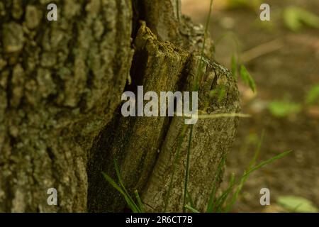 albero tronco texture natura sfondo. Cavo con terreno e piante nel tronco dell'albero. Vecchio albero danneggiato nel parco. Foto Stock