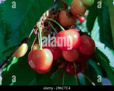Grappolo di ciliegie rosse mature appese sul ramo con foglie verdi e fondo sfocato. Primo piano in ciliegio rosso maturato Foto Stock