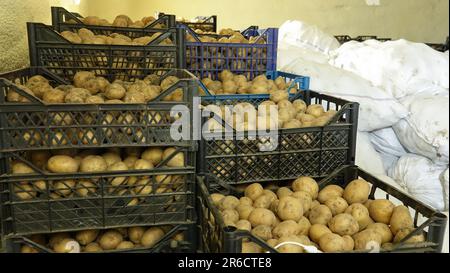 Cassette di plastica con patate e sacchi bianchi di patate nel magazzino refrigerato. Conservazione di patate fresche Foto Stock