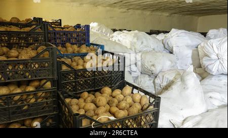Cassette di plastica con patate e sacchi bianchi di patate nel magazzino refrigerato. Conservazione di patate fresche Foto Stock
