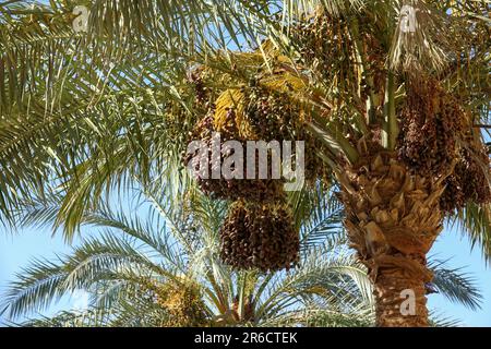 Cluster di date appese all'albero in una piantagione di date. Frutta di palma di data grezza che cresce su un albero Foto Stock