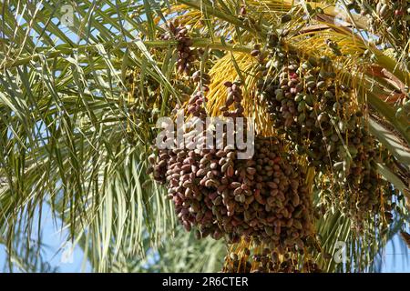 Cluster di date che si trovano nell'albero in un primo piano di una piantagione di date. Frutta di palma di data grezza che cresce su un albero Foto Stock