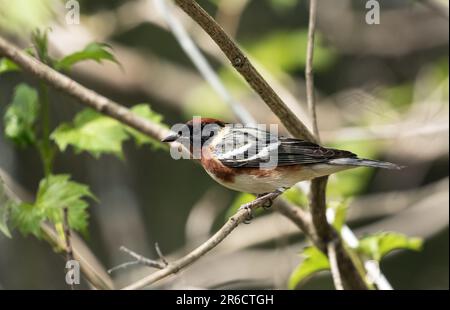 Primo piano di un maschio Bay-breasted Warbler che si appollaiano su un ramo frondoso in Ontario, Canada Foto Stock